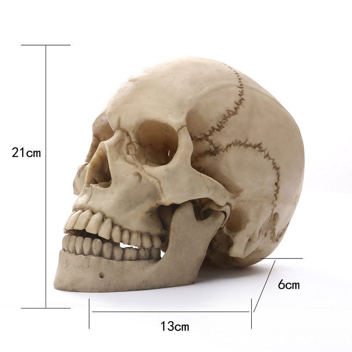 1:1 Menschlicher Kopf Schädel Statue für Wohnkultur Harzfiguren Halloween Dekoration Skulptur Medizinische Lehrskizze Modell Handwerk