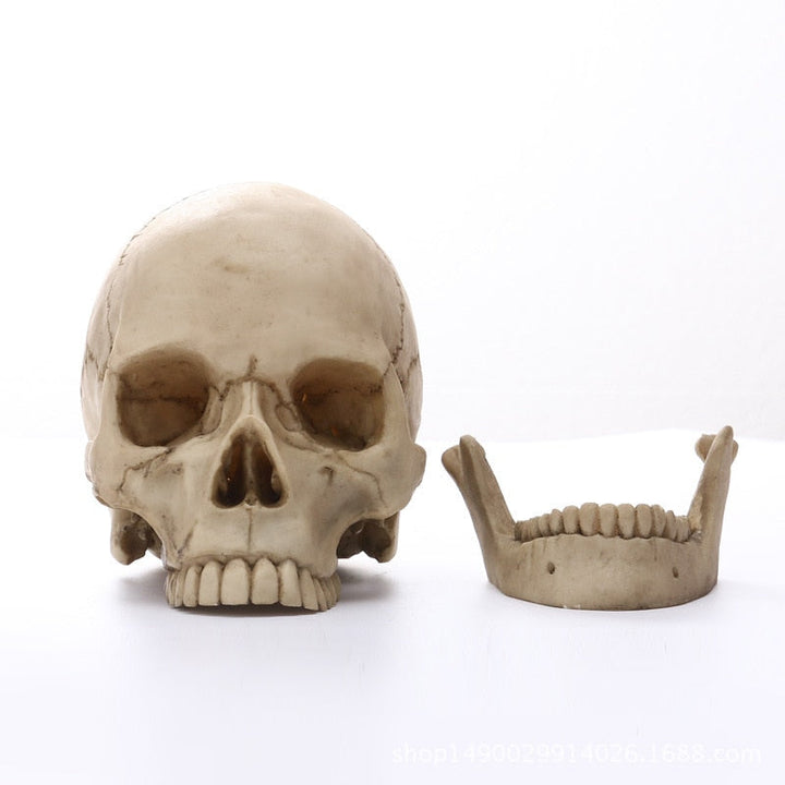 1:1 Menschlicher Kopf Schädel Statue für Wohnkultur Harzfiguren Halloween Dekoration Skulptur Medizinische Lehrskizze Modell Handwerk