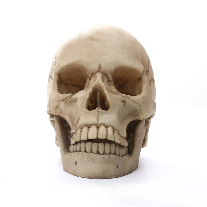 1:1 Menschlicher Kopf Schädel Statue für Wohnkultur Harzfiguren Halloween Dekoration Skulptur Medizinische Lehrskizze Modell Handwerk