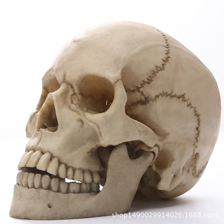 1:1 Menschlicher Kopf Schädel Statue für Wohnkultur Harzfiguren Halloween Dekoration Skulptur Medizinische Lehrskizze Modell Handwerk